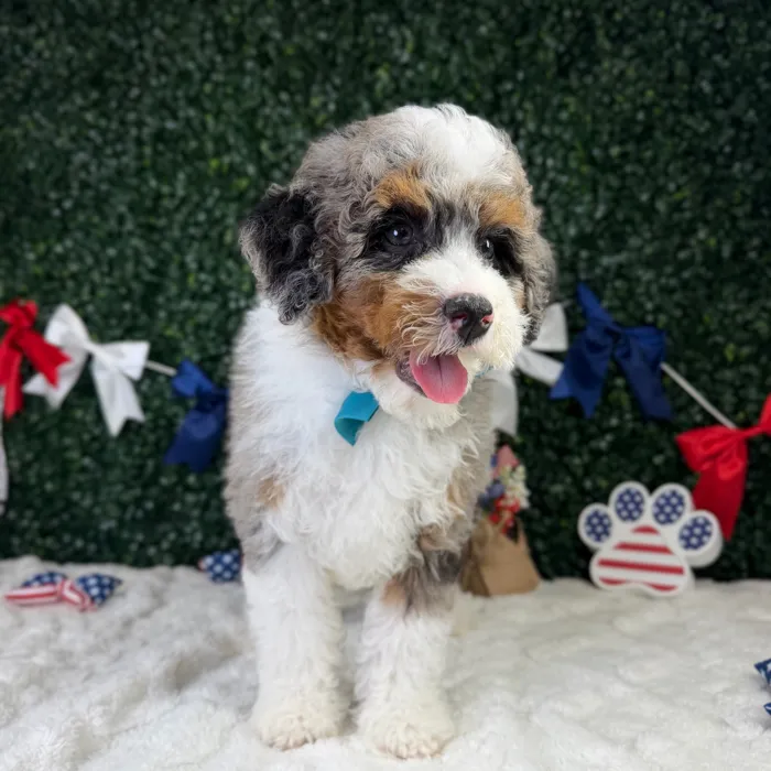 Male Bernedoodle puppy named Benji for sale at Puppy Dreams - Garland.