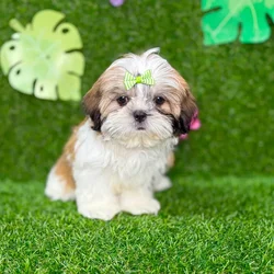 car_main_img_/media/ap_media/pets/OTVLXFNTNZFP132018.webp.250x250_q85.webp