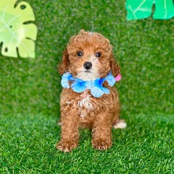 car_main_img_/media/ap_media/pets/OUDPWHASMSJQ132198.webp.250x250_q85.webp