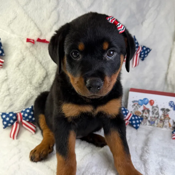Female Rottweiler puppy named Lily for sale at Puppy Dreams - Garland.