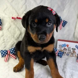 Female Rottweiler puppy named Lily for sale at Puppy Dreams - Garland.