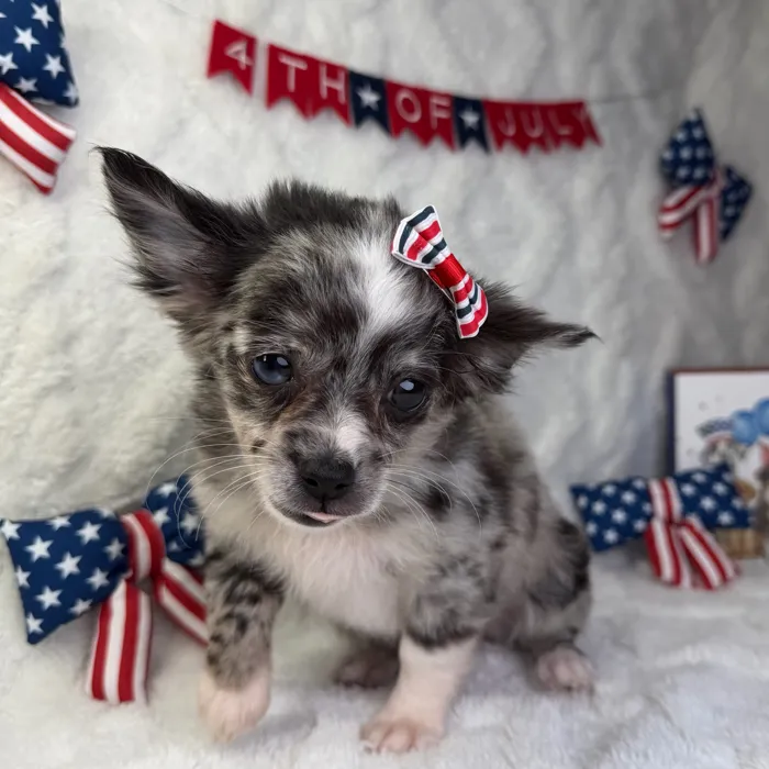 Female Chihuahua puppy named Princess for sale at Puppy Dreams - Garland.