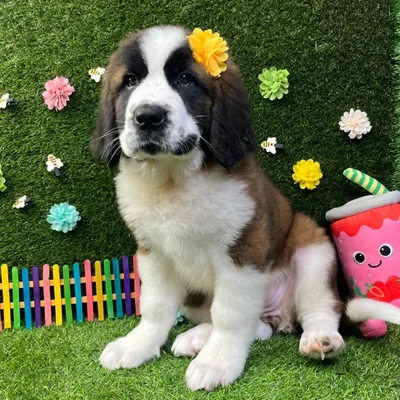 Female Saint Bernard puppy named Freya for sale at Puppy Dreams - Carrollton.