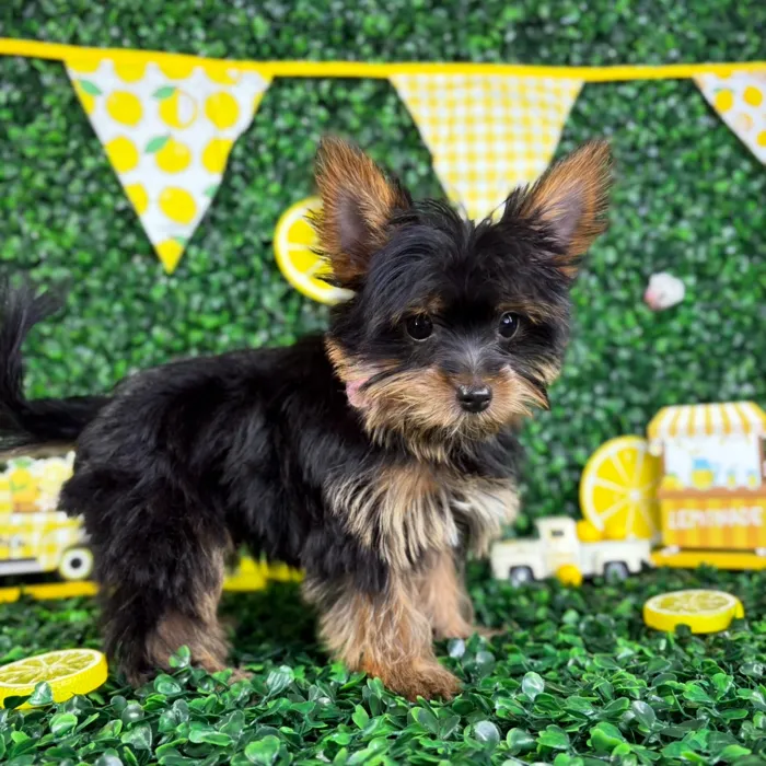Female Yorkie-Pom puppy named Lexi for sale at Puppy Dreams - North Richland Hills.