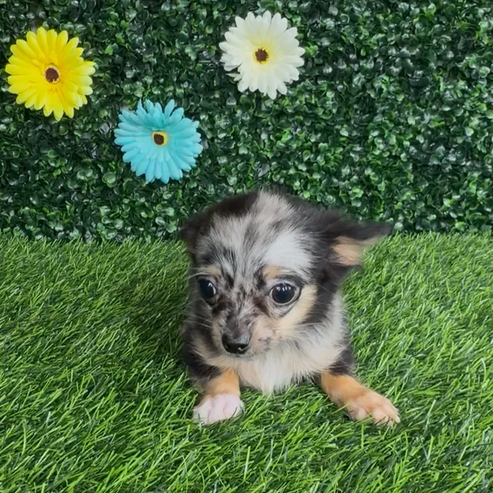 Female Chihuahua puppy named Mc Chicken for sale at Puppy Dreams - Denton.