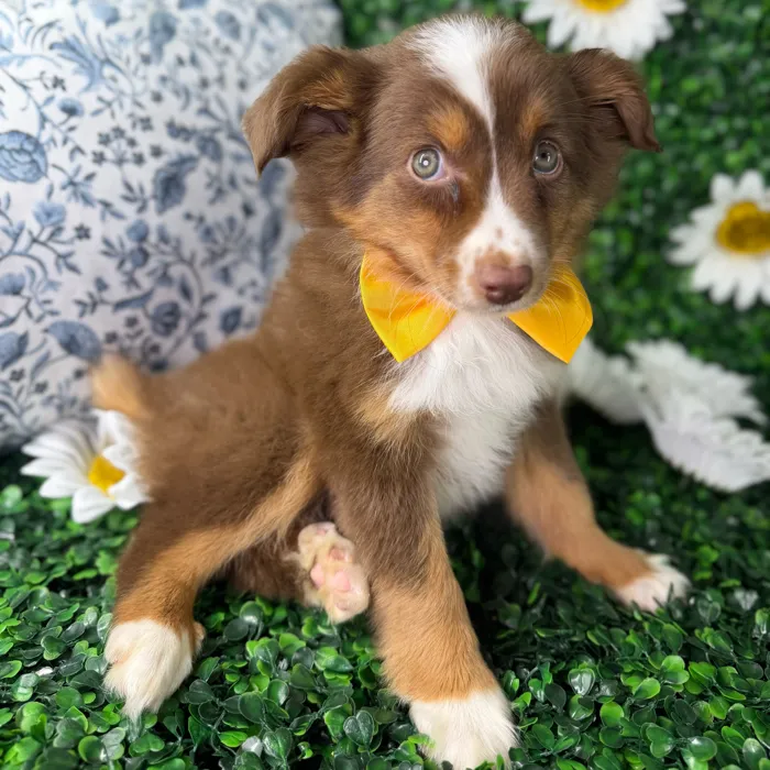 Male Mini Aussie puppy named Max for sale at Puppy Dreams - North Richland Hills.