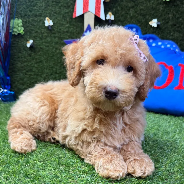Female Mini Goldendoodle puppy named Sophie for sale at Puppy Dreams - Carrollton.