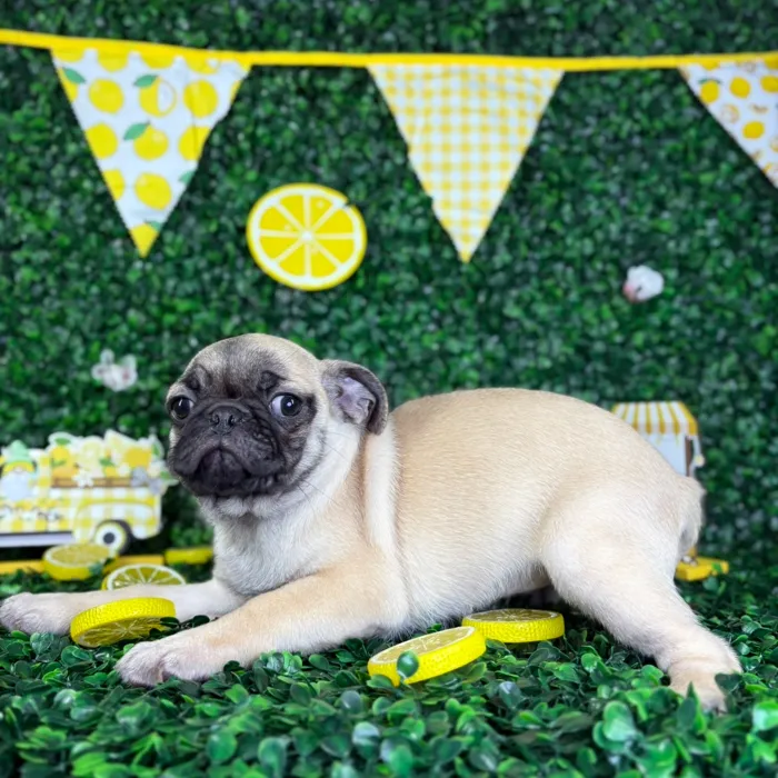 Female Pug puppy named Lola for sale at Puppy Dreams - North Richland Hills.