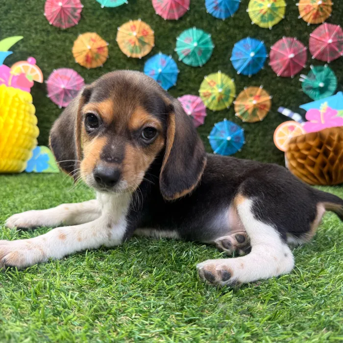 Male Beagle puppy named Buddy for sale at Puppy Dreams - Carrollton.