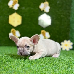 car_main_img_/media/ap_media/pets/OXBWVDUIFWRW134483.webp.250x250_q85.webp