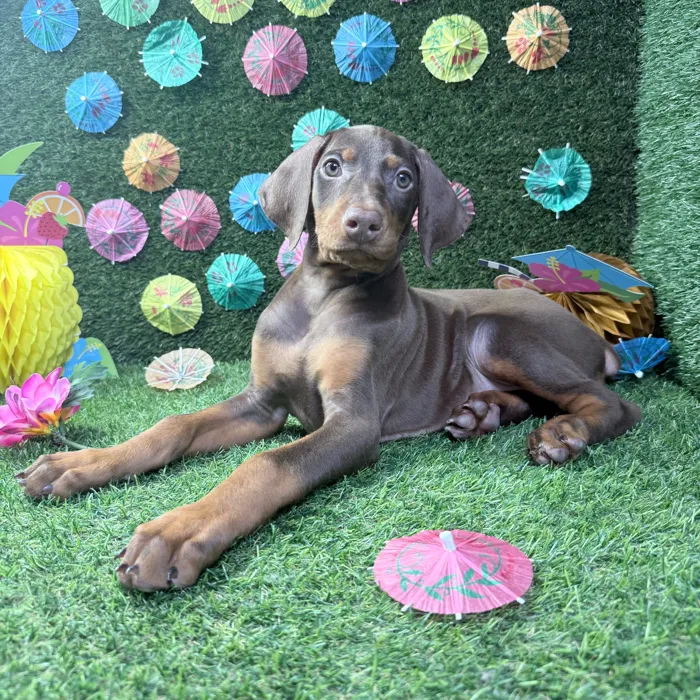 Female Doberman Pinscher puppy named Nova for sale at Puppy Dreams - Carrollton.