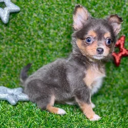 car_main_img_/media/ap_media/pets/OYFOCEBBBANQ127834.webp.250x250_q85.webp