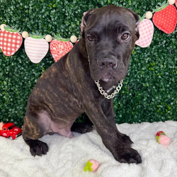 Male Cane Corso puppy named Shadow for sale at Puppy Dreams - Garland.
