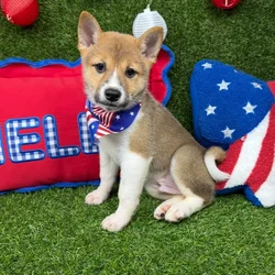 Male Shiba Inu puppy named Bowie for sale at Puppy Dreams - Arlington.
