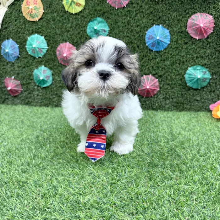 Male Teddy Bear puppy named Duke for sale at Puppy Dreams - Carrollton.