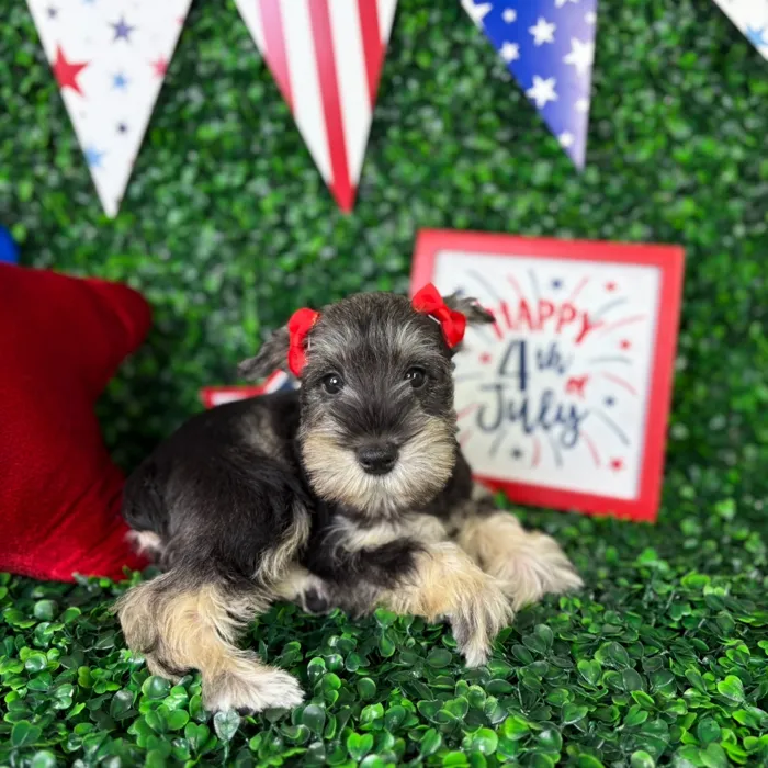 Female Mini Schnauzer puppy named Luna for sale at Puppy Dreams - North Richland Hills.