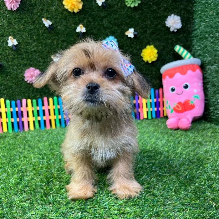 Female Shorkie puppy named Bubbles for sale at Puppy Dreams - Garland.