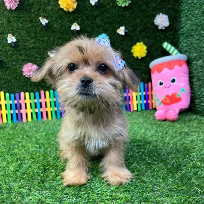 Female Shorkie puppy named Bubbles for sale at Puppy Dreams - Garland.