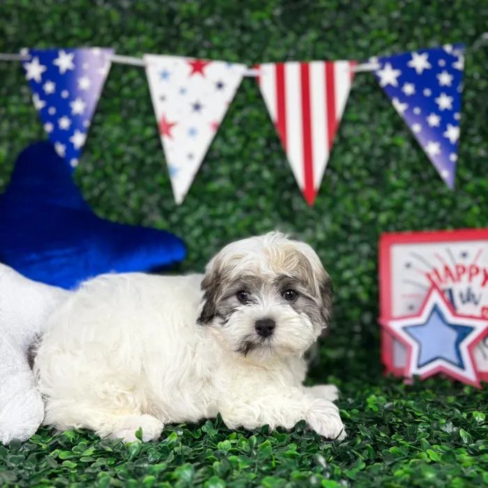 Male Teddy Bear puppy for sale at Puppy Dreams - North Richland Hills.