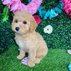 Male Mini Goldendoodle puppy named Denzel for sale at Puppy Dreams - Denton.