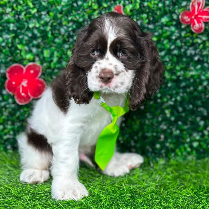 Male Cocker Spaniel puppy named *Charles* for sale at Puppy Dreams - Mansfield.