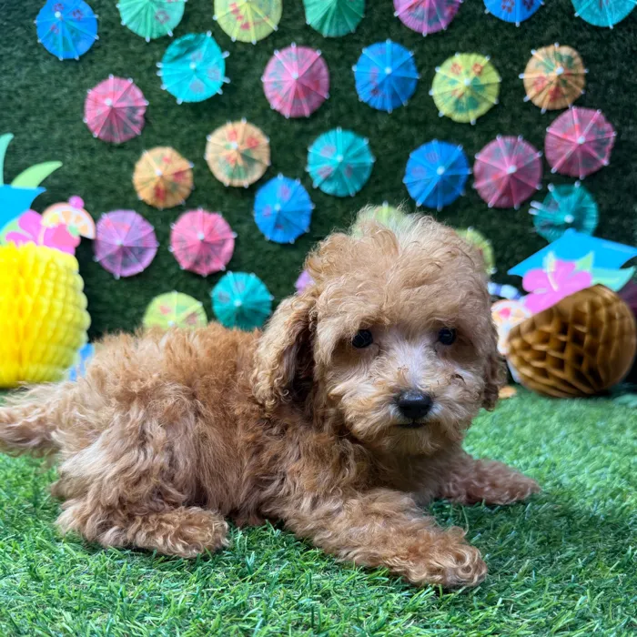 Male Mini Poodle puppy named Theo for sale at Puppy Dreams - Carrollton.