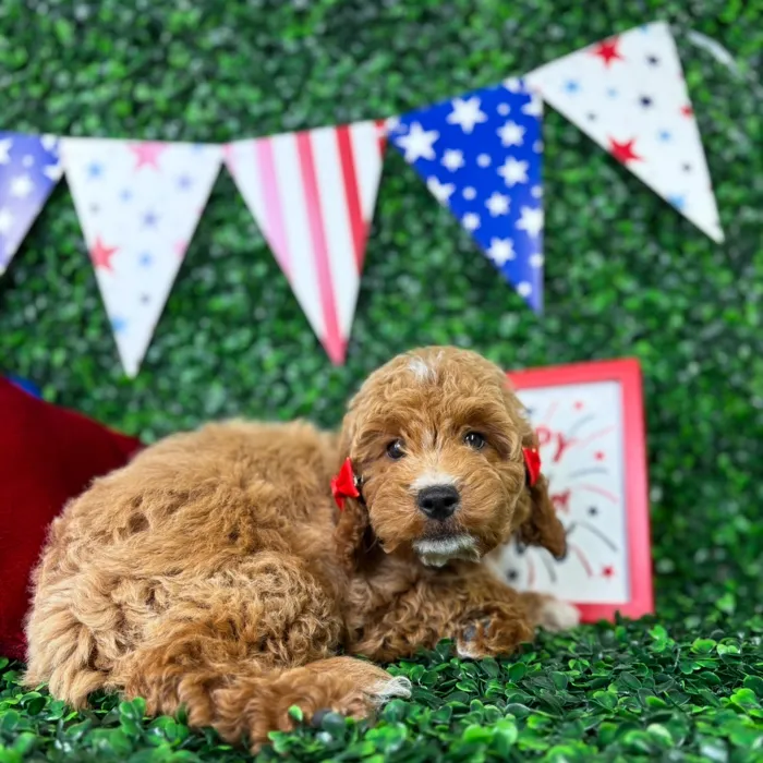 Female Mini Goldendoodle puppy named Sandie for sale at Puppy Dreams - North Richland Hills.