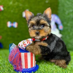car_main_img_/media/ap_media/pets/PDFOKYQQYJZP130070.webp.250x250_q85.webp