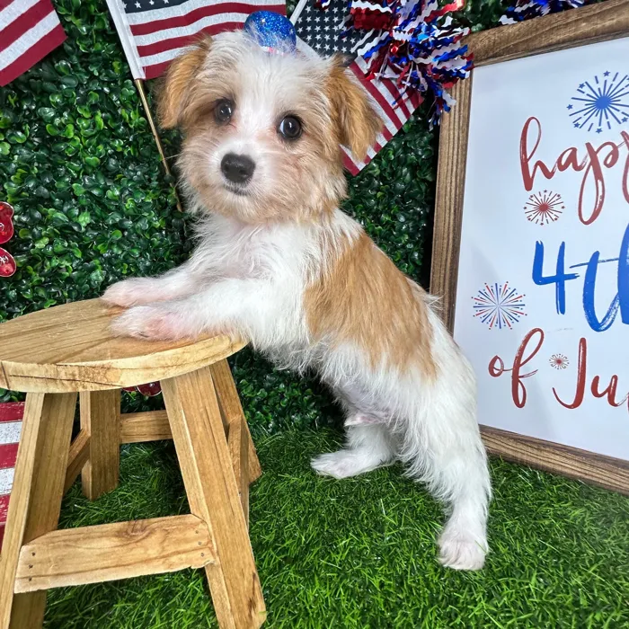 Male Morkie puppy named *Stripes* for sale at Puppy Dreams - Mansfield.