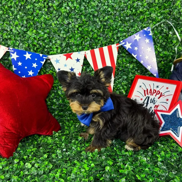 Male Yorkie puppy named Pip for sale at Puppy Dreams - North Richland Hills.