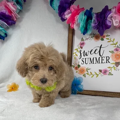 Female Maltipoo puppy named *Gaia* for sale at Puppy Dreams - Mansfield.