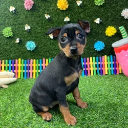 Female Min Pin puppy named Penny for sale at Puppy Dreams - Carrollton.