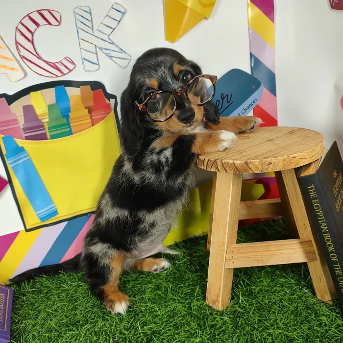 Male Dachshund puppy named *Principal* for sale at Puppy Dreams - Mansfield.