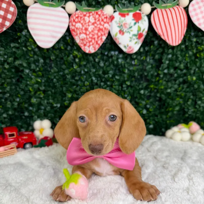 Female Dachshund puppy named Maple for sale at Puppy Dreams - Garland.