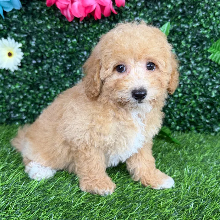Female Bichon-Poodle puppy named Amaya for sale at Puppy Dreams - Denton.