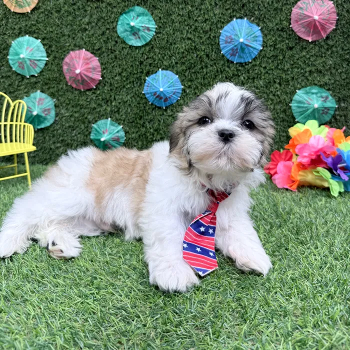 Male Teddy Bear puppy named Duke for sale at Puppy Dreams - Carrollton.