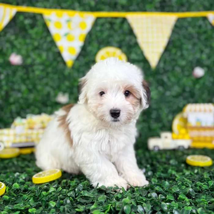 Male Yochon puppy named Tommy for sale at Puppy Dreams - North Richland Hills.
