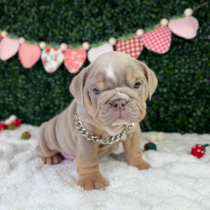 Male English Bulldog puppy named Whopper for sale at Puppy Dreams - Garland.