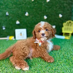 car_main_img_/media/ap_media/pets/PKOXLTSFXQKS124900.webp.250x250_q85.webp