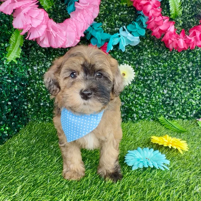 Male Havapoo puppy named George for sale at Puppy Dreams - Denton.