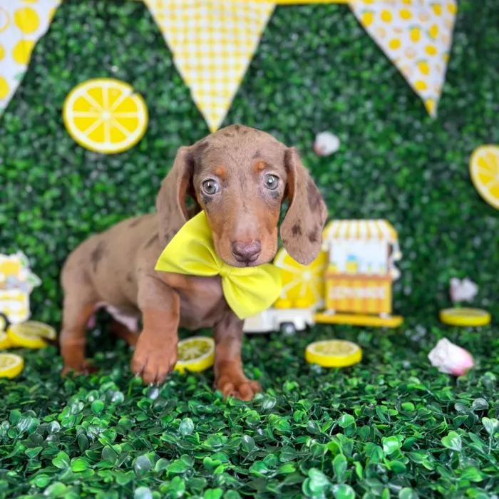 Male Dachshund puppy named Choco for sale at Puppy Dreams - North Richland Hills.