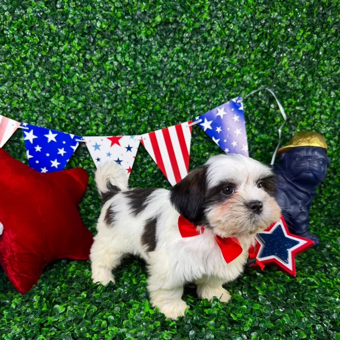 Male Shorkie puppy named Nico for sale at Puppy Dreams - North Richland Hills.