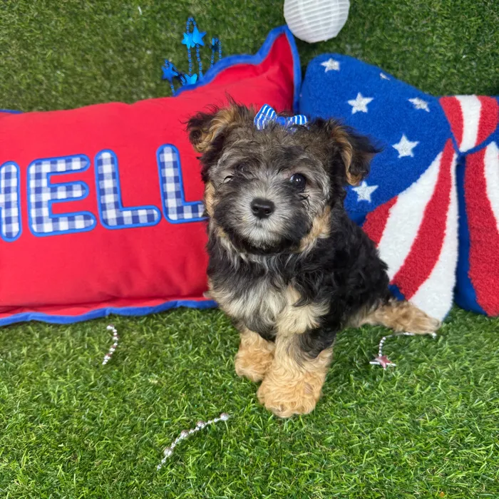 Female Morkie puppy named Gemini for sale at Puppy Dreams - Arlington.