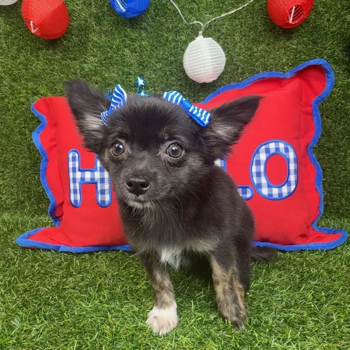 Female Chihuahua puppy named Little Bit for sale at Puppy Dreams - Arlington.