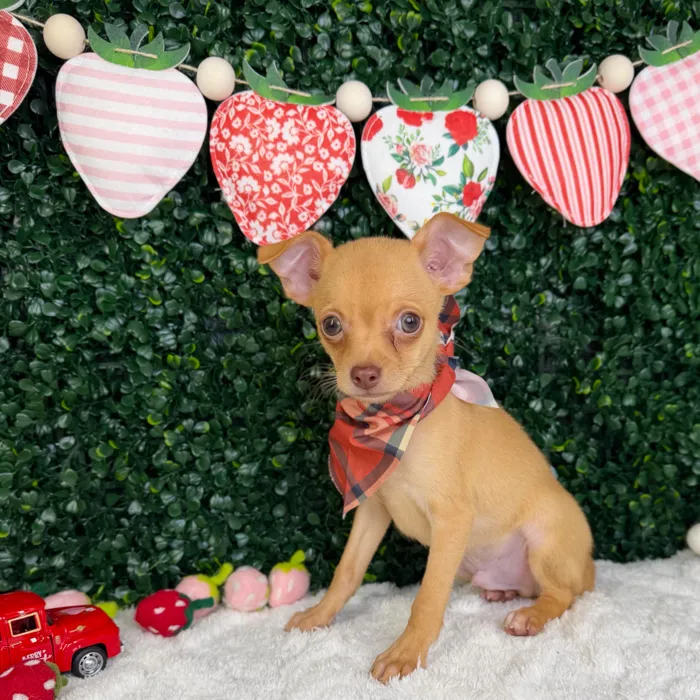 Male Chihuahua puppy named Toby for sale at Puppy Dreams - Garland.