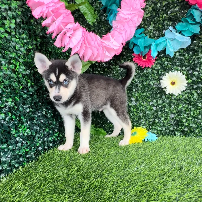 Male Alaskan Klee Kai puppy named Baja Blast for sale at Puppy Dreams - Denton.