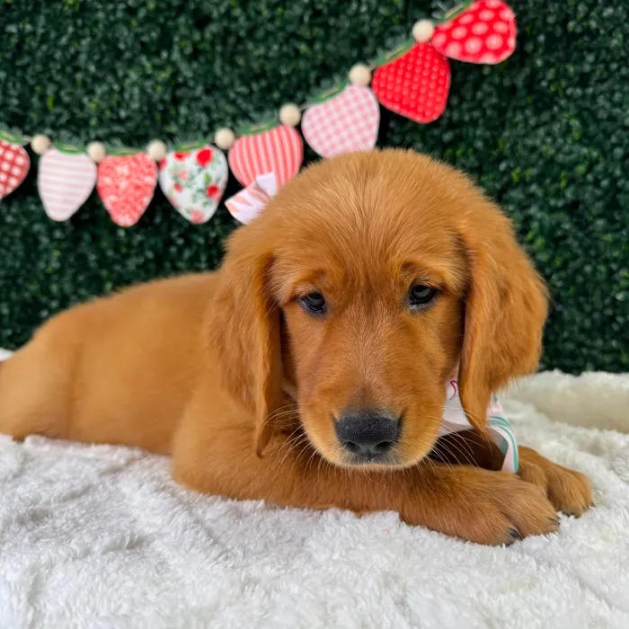 Female Golden Retriever puppy named Cinnamon for sale at Puppy Dreams - Garland.