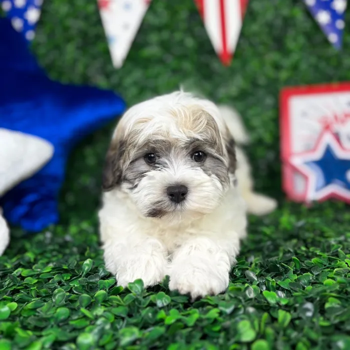 Male Teddy Bear puppy for sale at Puppy Dreams - North Richland Hills.