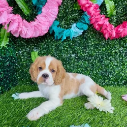 Male Cockalier puppy named Funfetti for sale at Puppy Dreams - Denton.