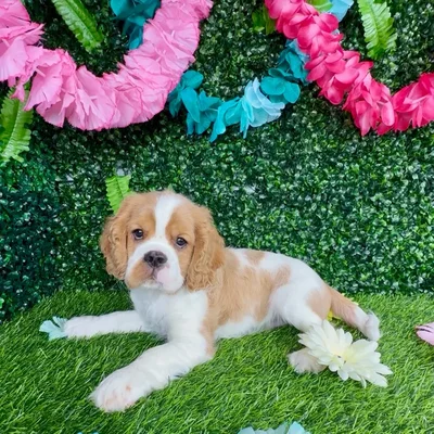 Male Cockalier puppy named Funfetti for sale at Puppy Dreams - Denton.